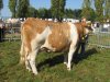 montigny2011 galanta mmj